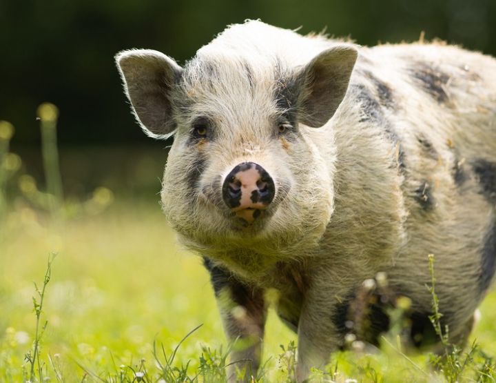 GroinGroin, le paradis des cochons