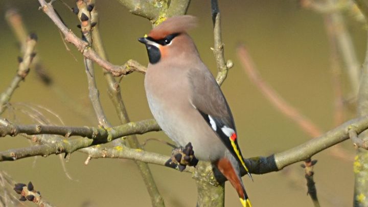 LPO ouvre deux écoles d’ornithologie