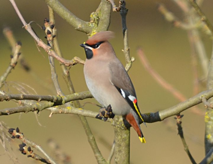 LPO ouvre deux écoles d’ornithologie