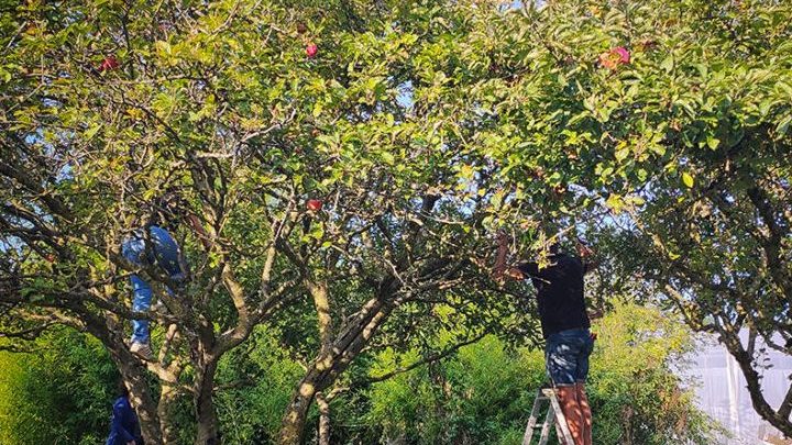 Aux arbres citoyens !