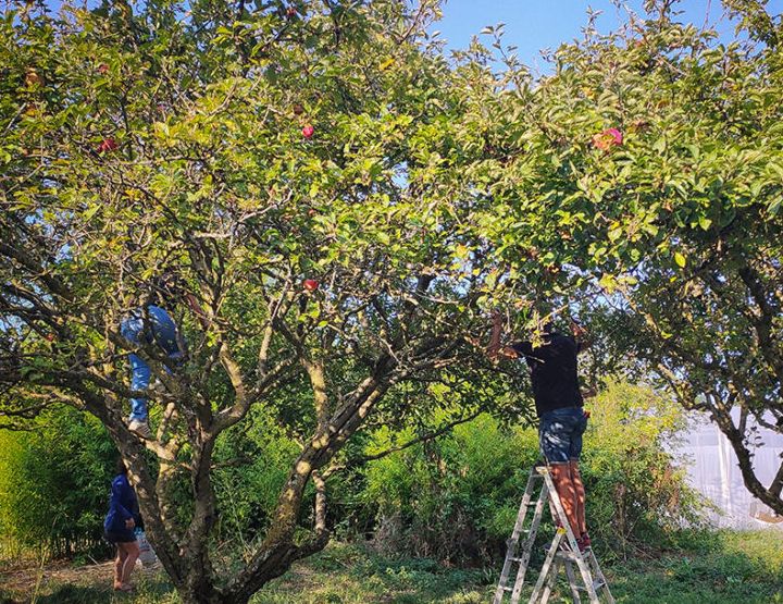 Aux arbres citoyens !