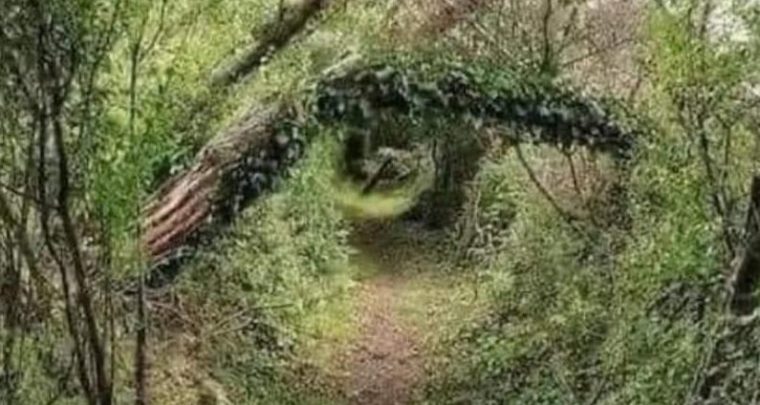 Ecologie intérieure pour investiguer le soi
