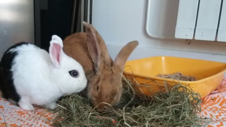 Gamelles Sans Frontière, aider les animaux de compagnie