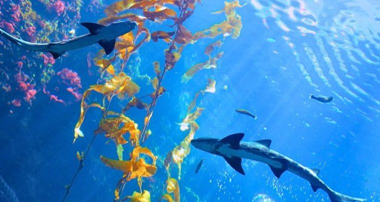 Repenser la mer avec Opera Mundi