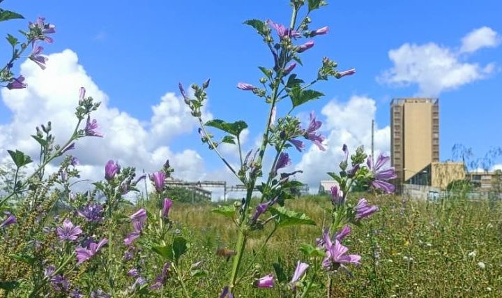Les 48H de l'agriculture urbaine à Marseille