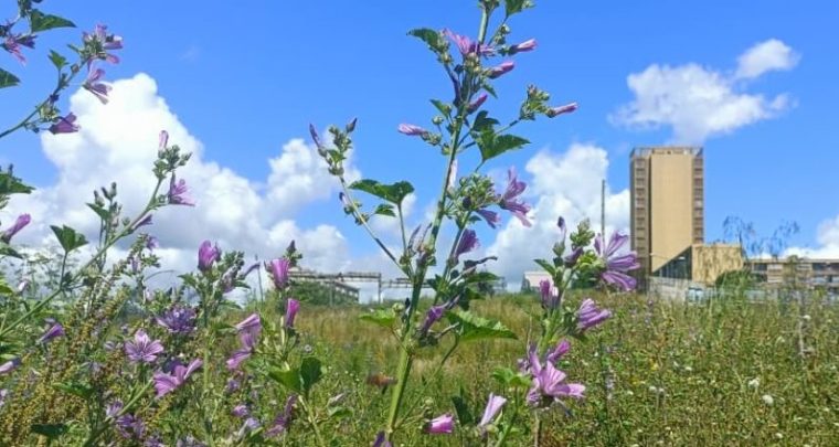 Les 48H de l'agriculture urbaine à Marseille