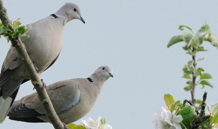 Compter les oiseaux avec LPO
