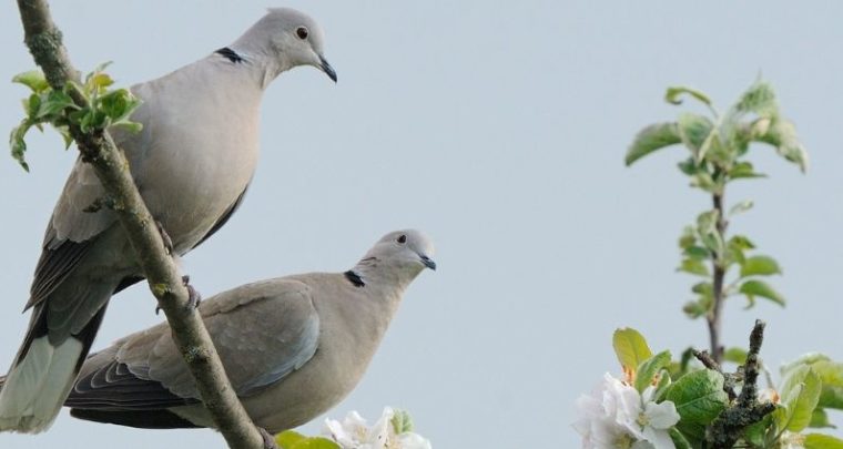 Compter les oiseaux avec LPO