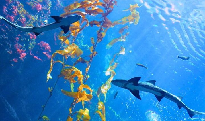 Des droits pour la mer Méditerranée
