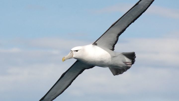 Deborah Pardo, déployer sa vie comme un albatros