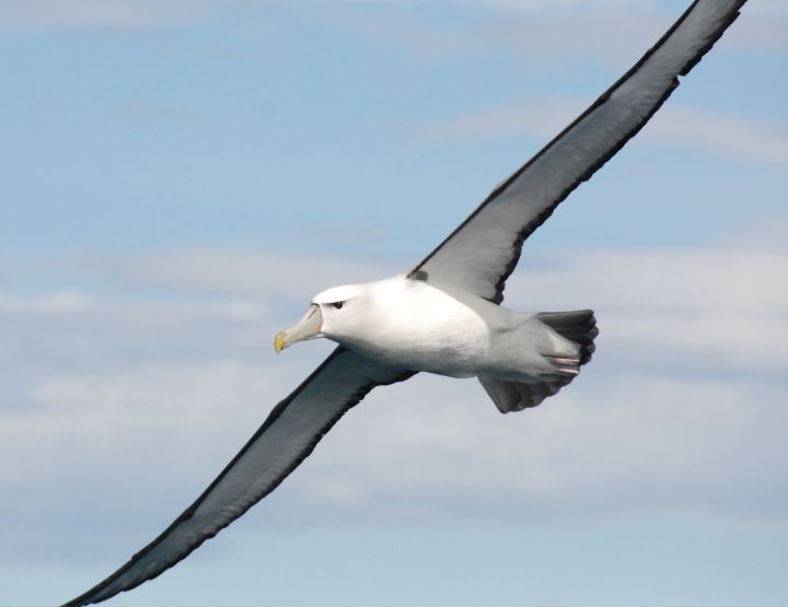 Deborah Pardo, déployer sa vie comme un albatros