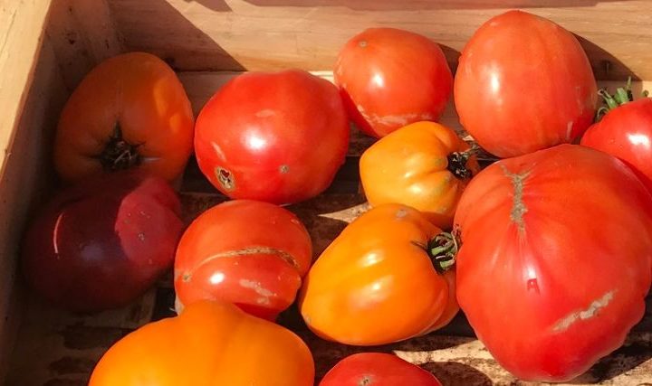 Marché bio de la ferme du Roy d'Espagne