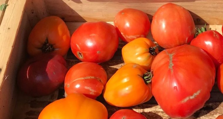 Marché bio de la ferme du Roy d'Espagne