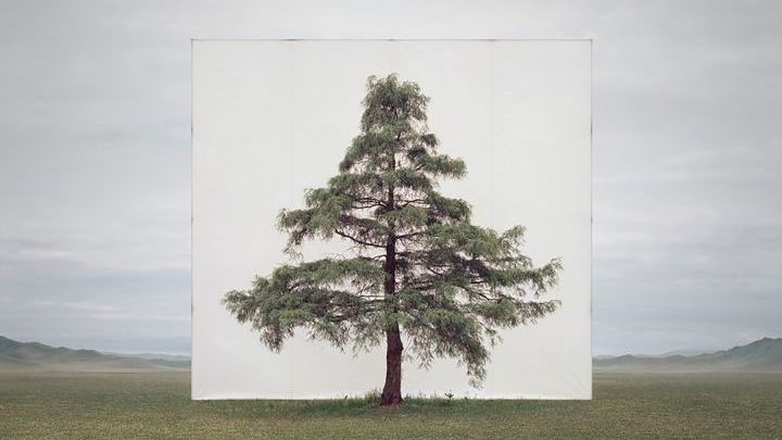 Myoung Ho Lee, photographe des arbres