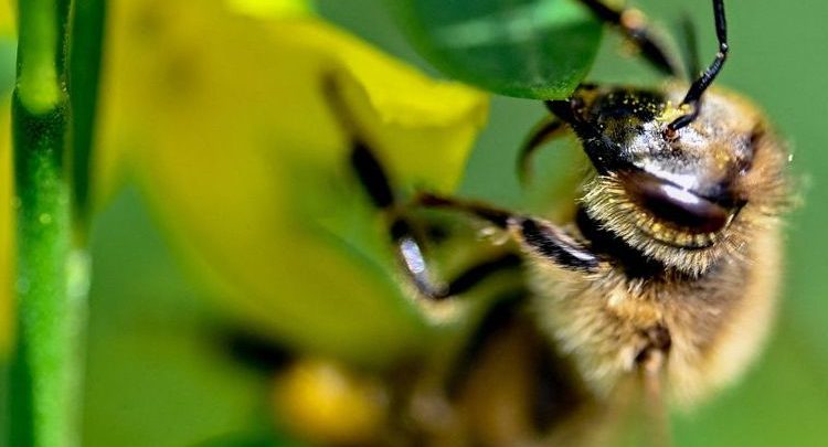 La pétition contre la loi Duplomb