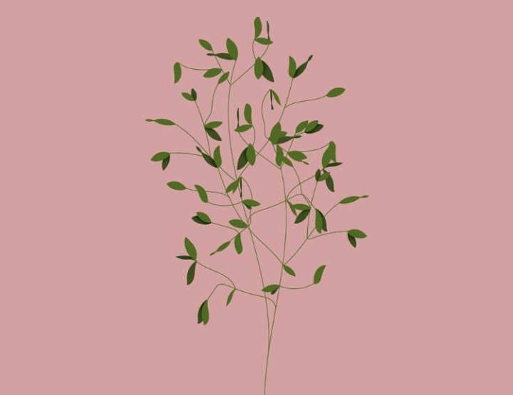Une Naissance, un Arbre