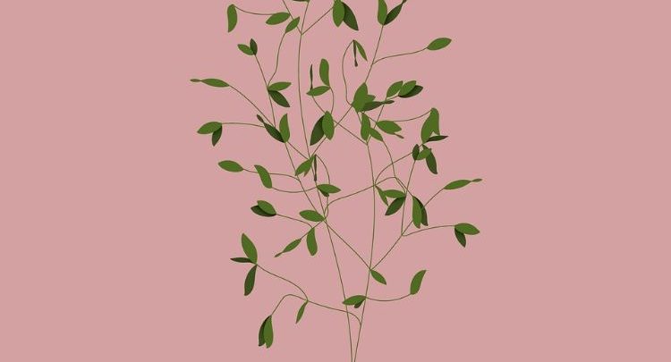 Une Naissance, un Arbre
