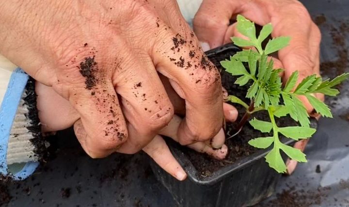 Fête du sol vivant avec Réseau Compost Citoyen