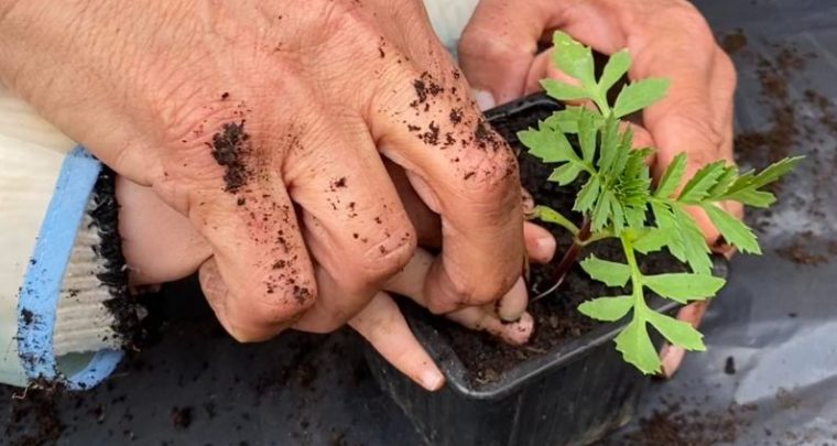 Fête du sol vivant avec Réseau Compost Citoyen