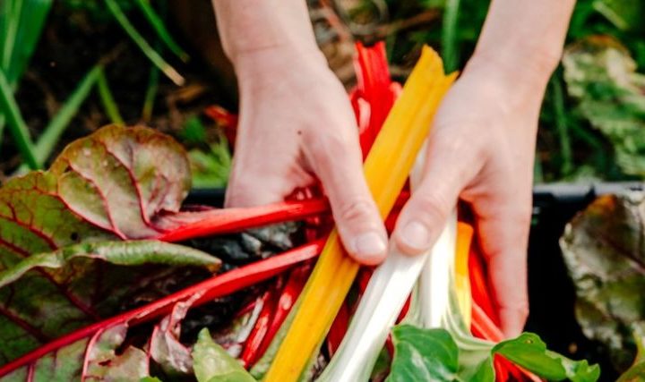 Visite gourmande à la Ferme pédagogique