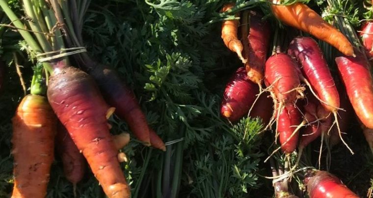 Marché de Noël à la ferme du Roy d'Espagne