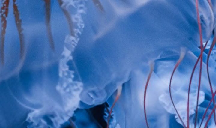 Les 3èmes Rencontres de la nage en eau libre