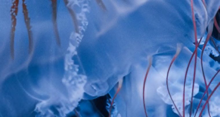 Les 3èmes Rencontres de la nage en eau libre