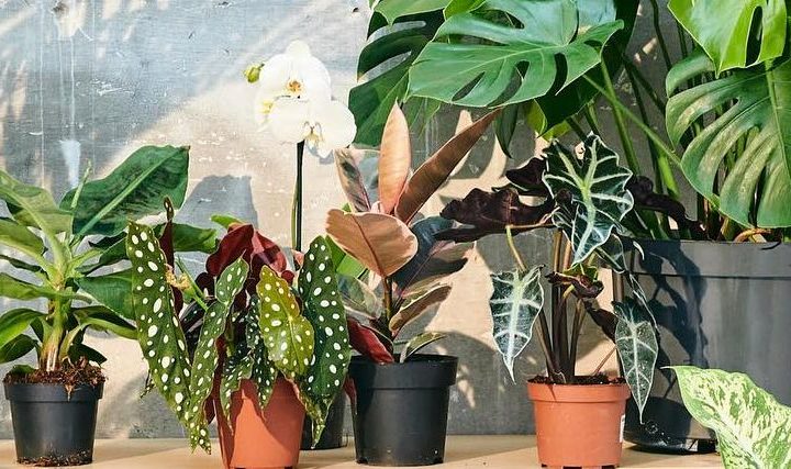 Grande vente de Plantes pour Tous à Marseille