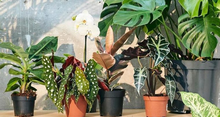 Grande vente de Plantes pour Tous à Marseille