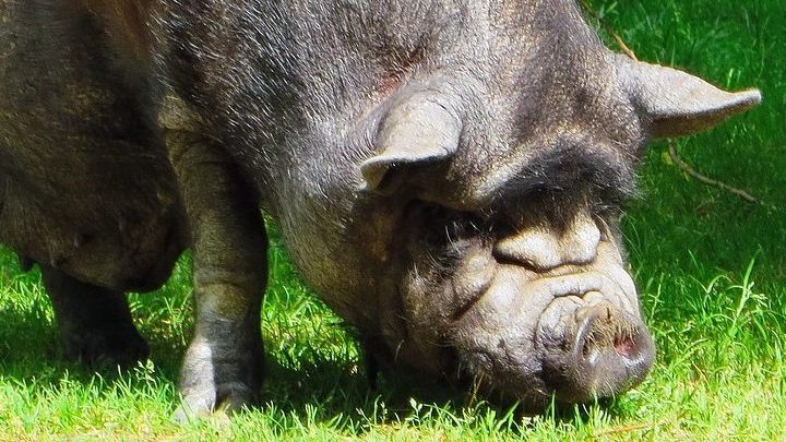 Maison Martine, 1ère charcuterie végé de France