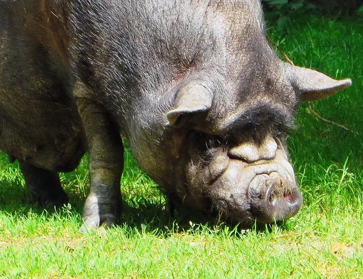 Maison Martine, 1ère charcuterie végé de France
