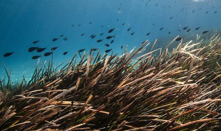 Fresque du carbone bleu et des posidonies