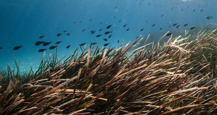 Fresque du carbone bleu et des posidonies