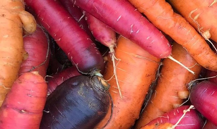 Vacances à La Ferme pédagogique du Roy d'Espagne