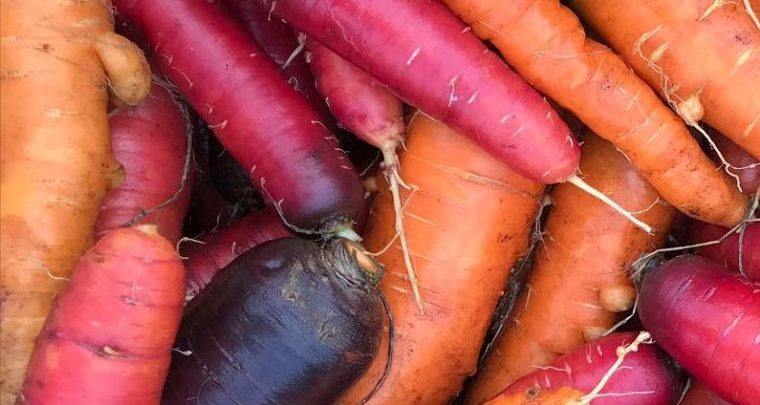 Vacances à La Ferme pédagogique du Roy d'Espagne