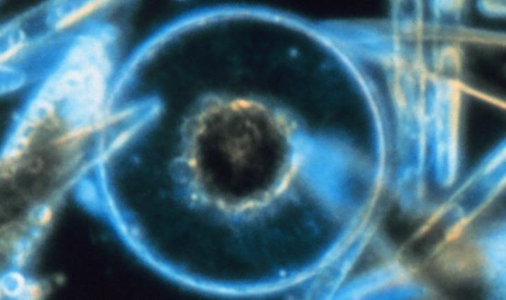 Soirée littéraire sur le plancton avec Le Récif