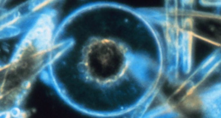 Soirée littéraire sur le plancton avec Le Récif