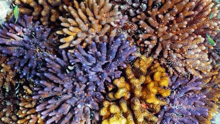 The Coral Planters, faire vivre et revivre le corail