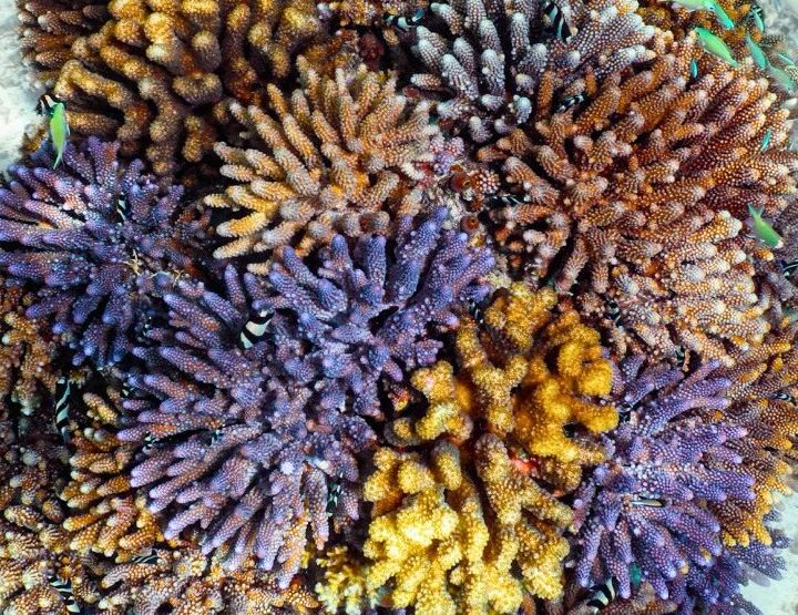 The Coral Planters, faire vivre et revivre le corail